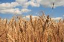 Grain Imports and Exports